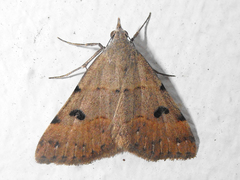 Hemeroplanis historialis