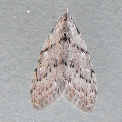 Nola involuta