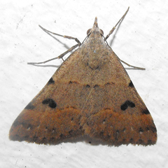 Hemeroplanis historialis