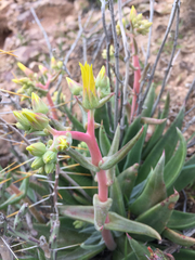 Dudleya saxosa collomiae