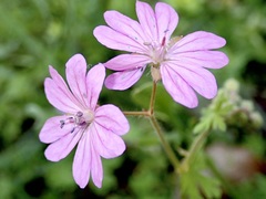 Geranium brutium