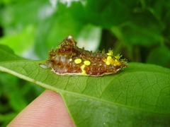 Neomocena convergens