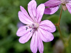Geranium brutium