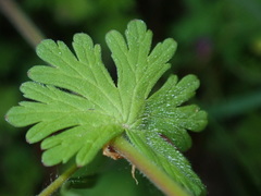 Geranium brutium