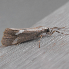 Cisthene liberomacula