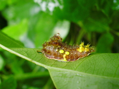 Neomocena convergens