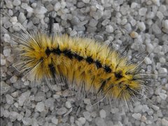 Lophocampa indistincta