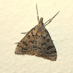 Udea berberalis
