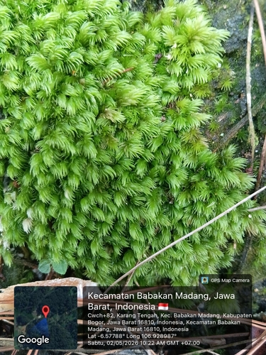 Leucobryum aduncum observed 2026-05-02