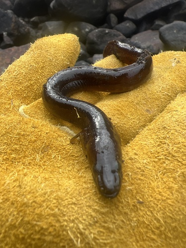African longfin eel (Anguilla mossambica) — Anguillidae