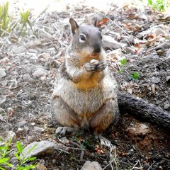 Otospermophilus beecheyi nesioticus