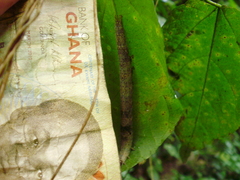Lepidoptera
