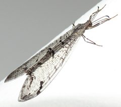 Dendroleon speciosus