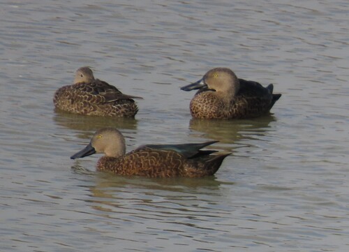 iNaturalist image
