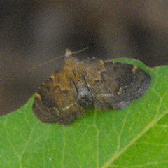 Hypsopygia phoezalis
