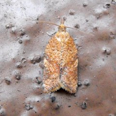 Argyrotaenia franciscana