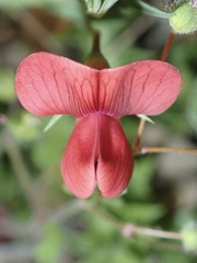 Lathyrus cicera