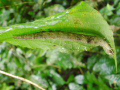 Lepidoptera