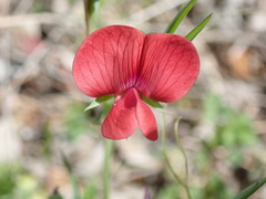 Lathyrus cicera