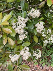 Photinia × fraseri