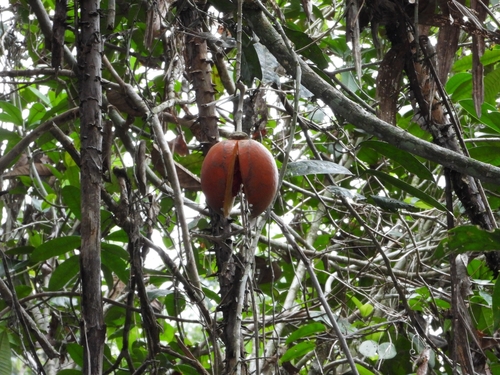 Tabernaemontana macrocarpa observed 2026-05-01