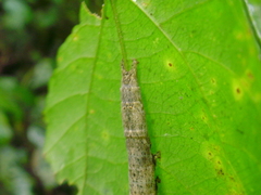 Lepidoptera