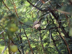 Apalis thoracica capensis