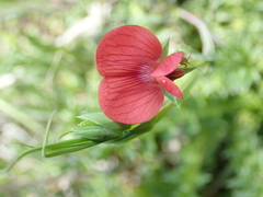 Lathyrus cicera