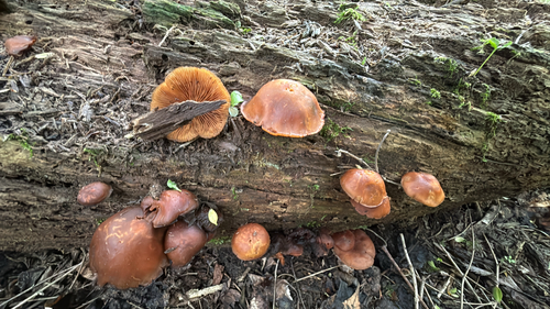 Galerina marginata — (c) Ken D., some rights reserved (CC BY)