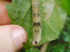 Lepidoptera