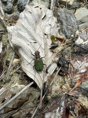 Green Tiger Beetle