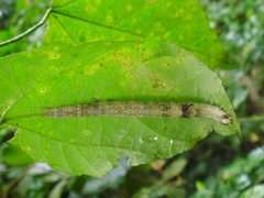 Lepidoptera
