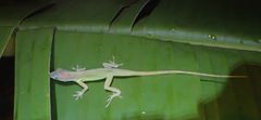 Anolis extremus