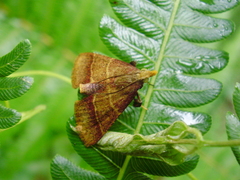 Lepidoptera