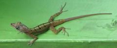 Anolis extremus