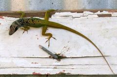 Anolis extremus