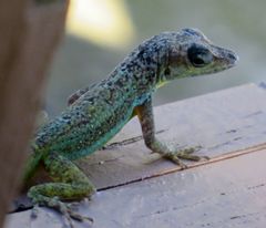 Anolis extremus