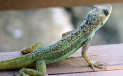 Anolis extremus