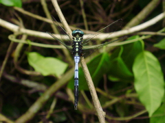 Anisoptera