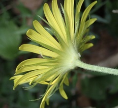 Doronicum caucasicum