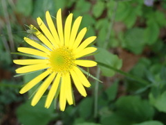 Doronicum caucasicum