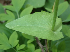 Doronicum caucasicum