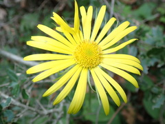 Doronicum caucasicum