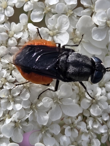 Odontomyia flavissima