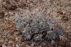 Eriogonum robustum