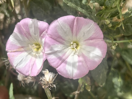 field bindweed