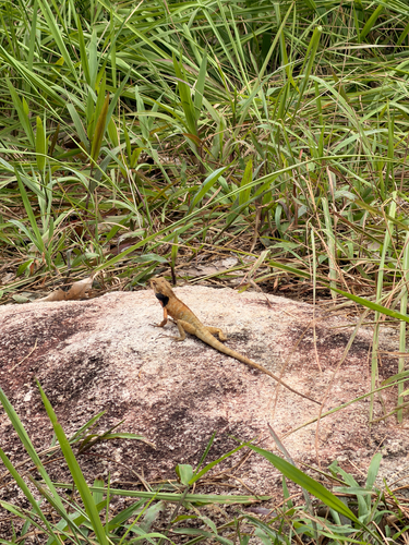 Indian Garden Lizard