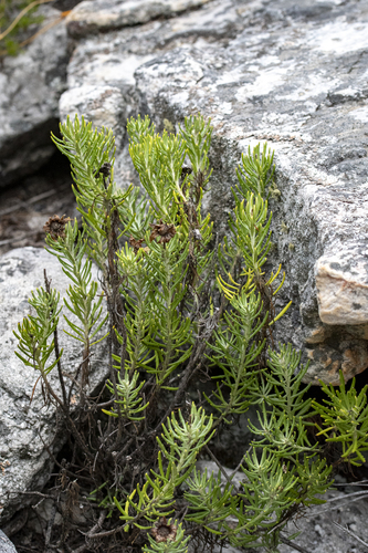 Heterolepis aliena, photograph 6