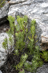 Heterolepis aliena, photograph (c) magriet b, some rights reserved (CC BY-SA)