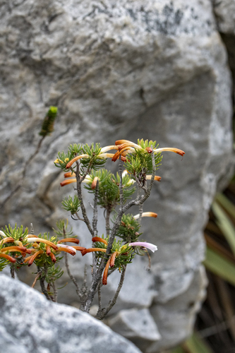 Erica thomae, photograph 6